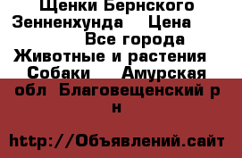 Щенки Бернского Зенненхунда  › Цена ­ 40 000 - Все города Животные и растения » Собаки   . Амурская обл.,Благовещенский р-н